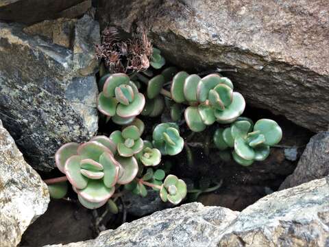 Image of Sedum patens