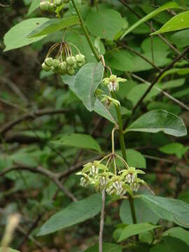 Image of Engelmann's milkweed