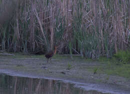 Image of King Rail