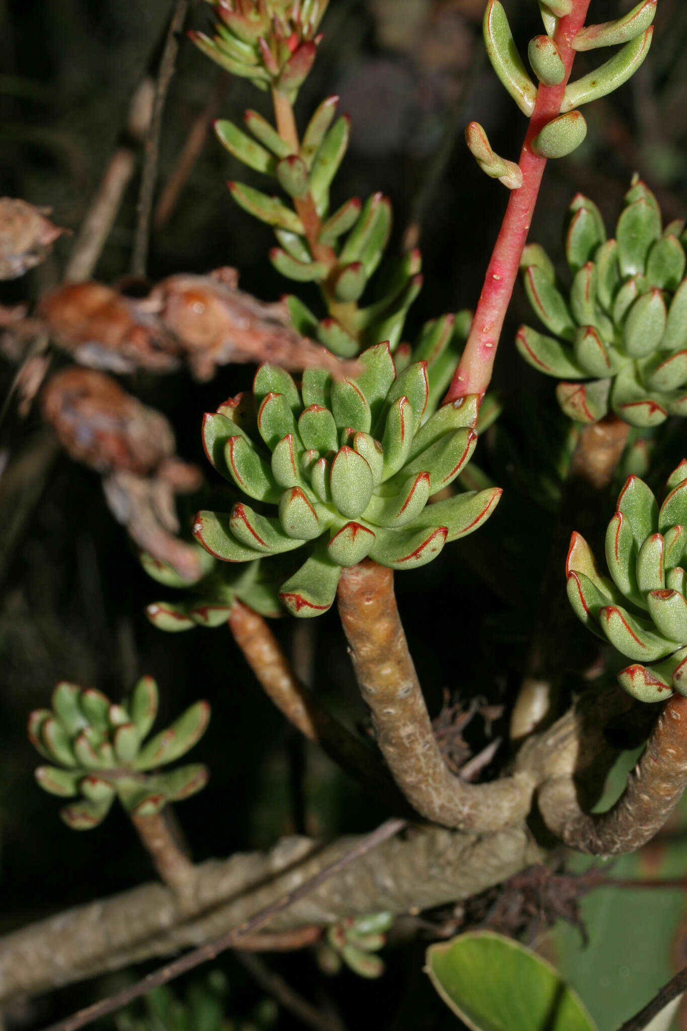 Image of Echeveria quitensis (Kunth) Lindley