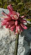 Image of Adenia densiflora Harms