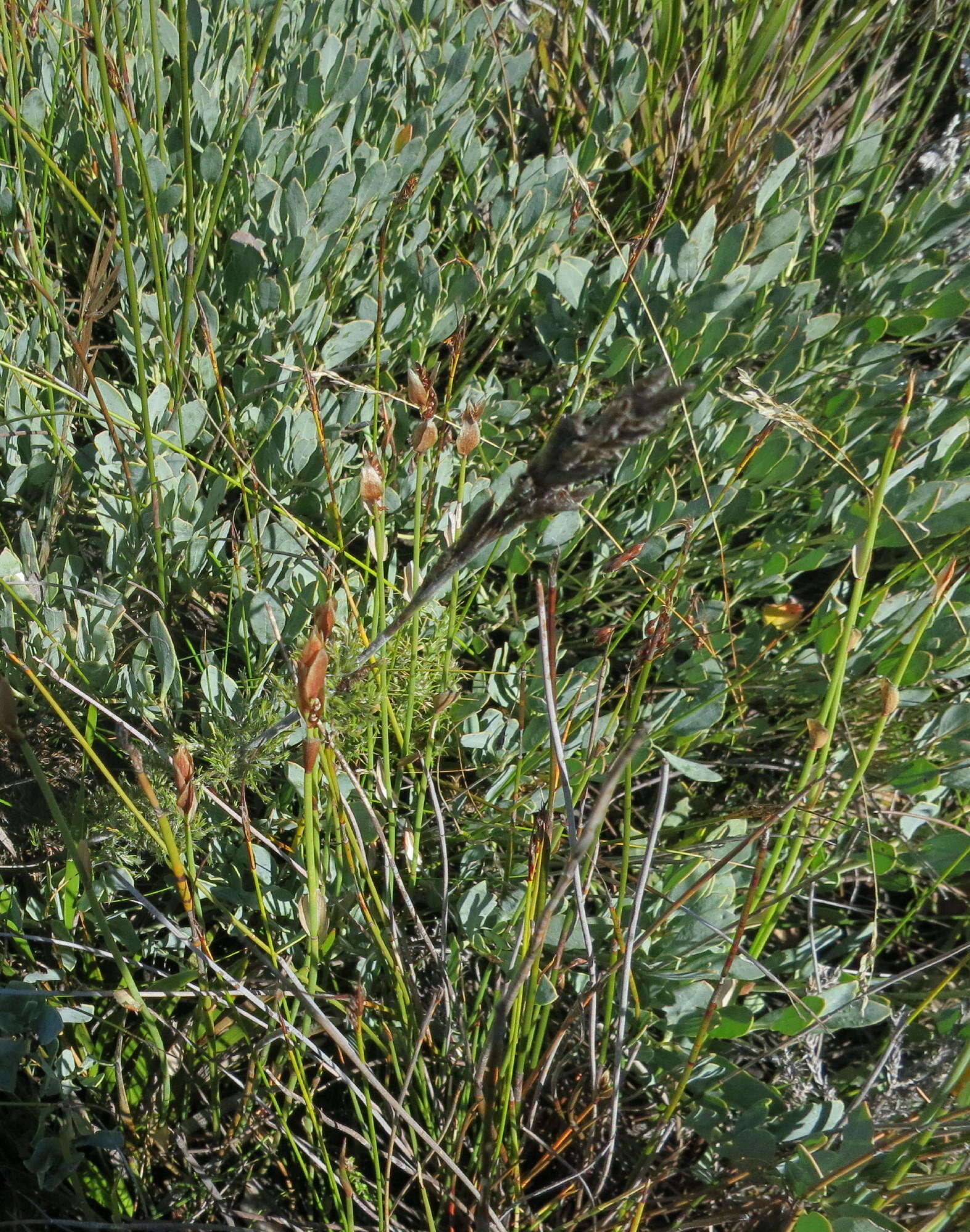 Image of Rafnia rostrata subsp. pluriflora