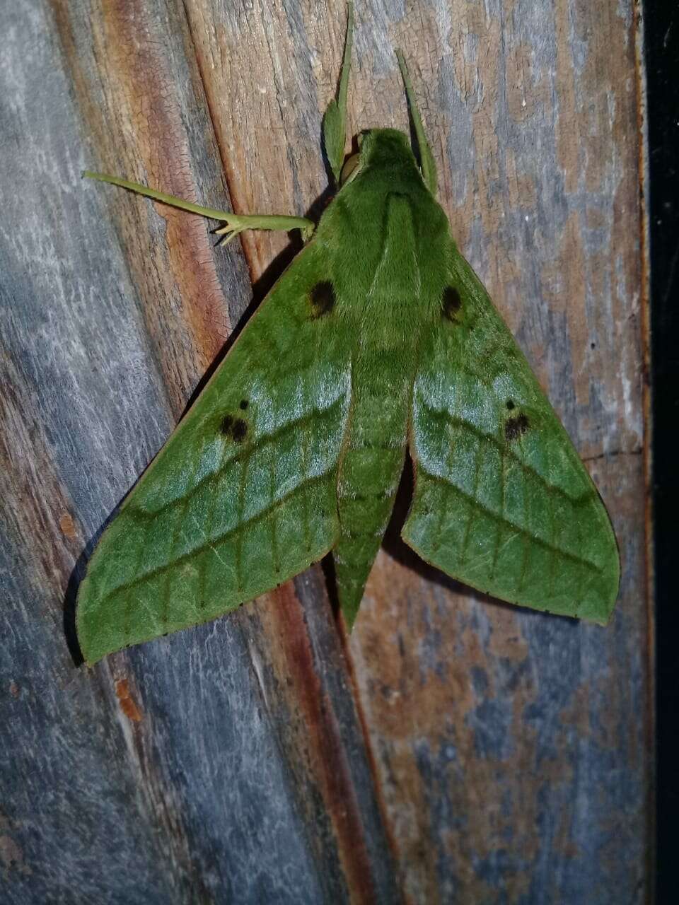 صورة Xylophanes mirabilis Clark 1916