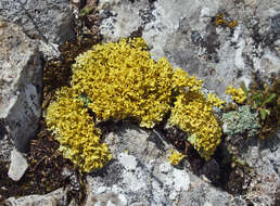 Image of Vulpicida tubulosus (Schaer.) J.-E. Mattsson & M. J. Lai