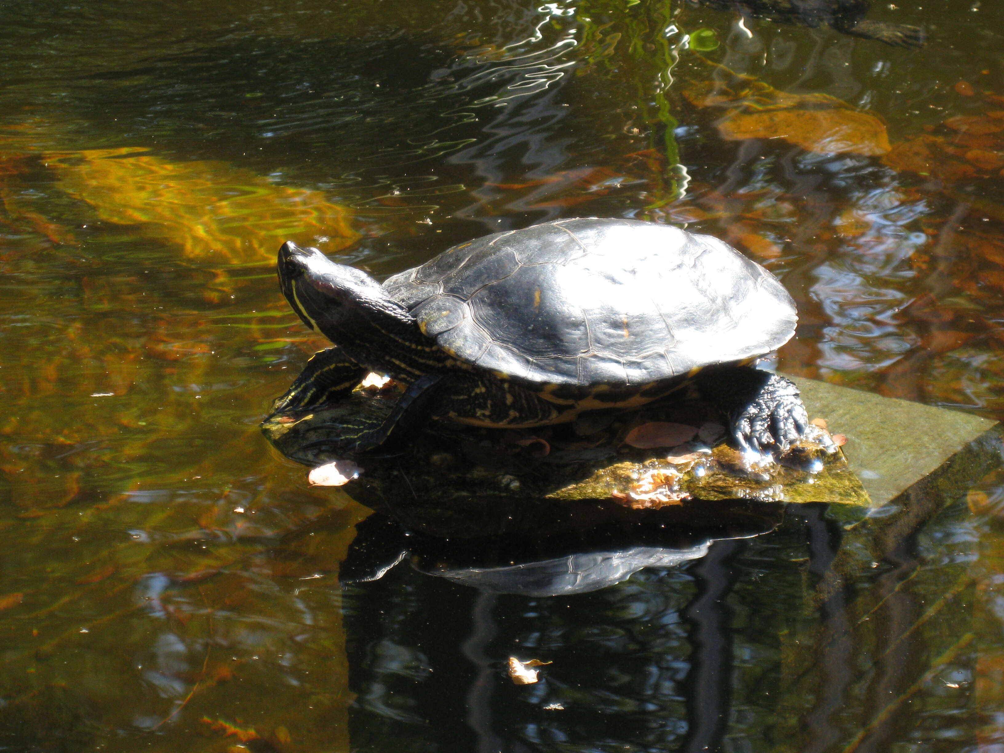 Image of slider turtle, red-eared terrapin, red-eared slider