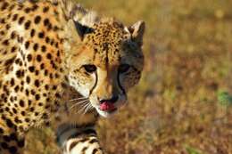 Image of Namibian cheetah