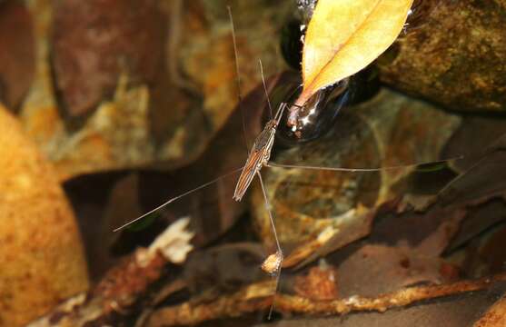 Image of Limnometra ciliodes Andersen & Weir 1997