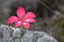 Слика од Gladiolus carmineus C. H. Wright