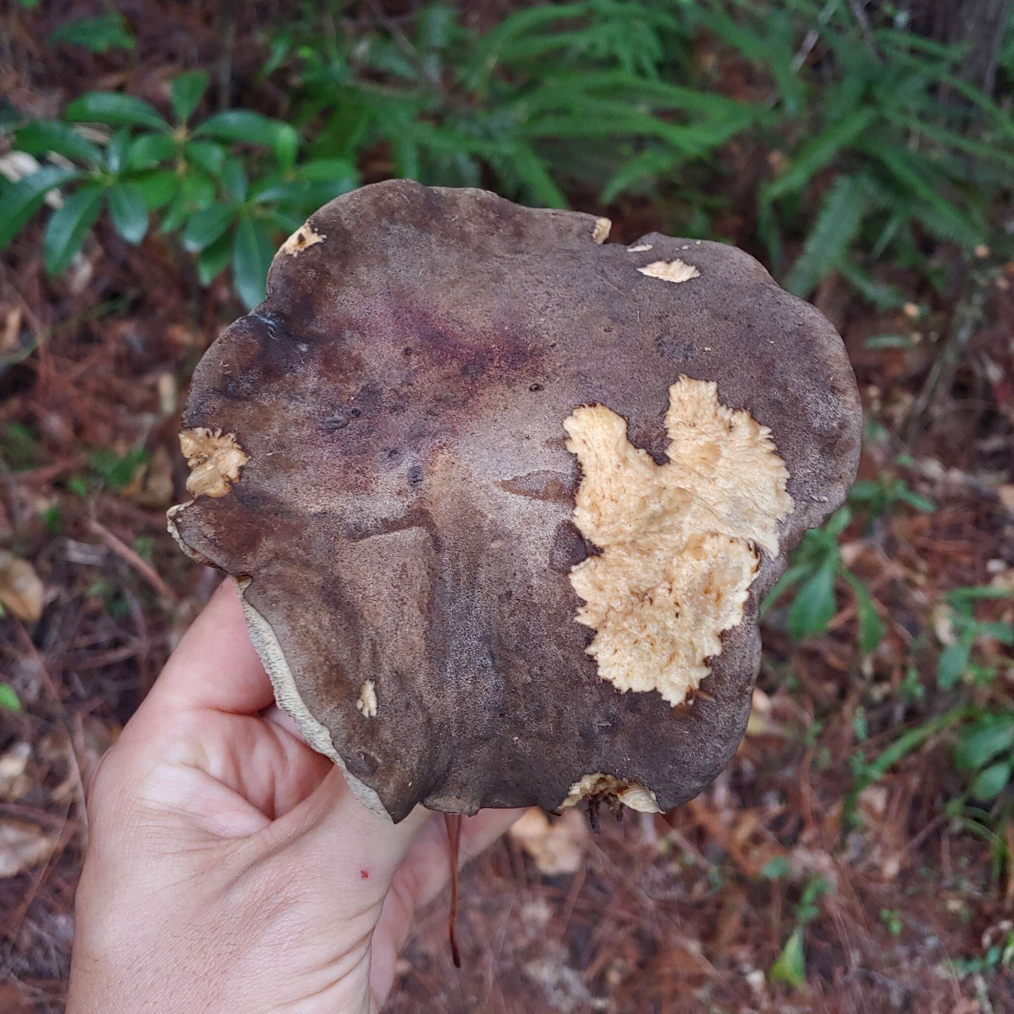 Image of Retiboletus vinaceipes B. Ortiz, Lodge & T. J. Baroni 2007