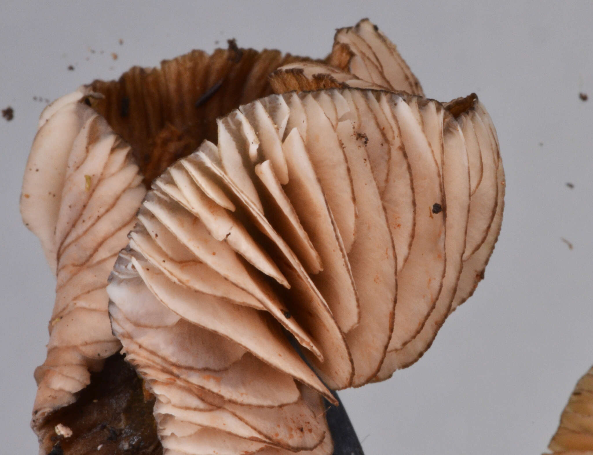 Image of Entoloma duplocoloratum E. Horak 2008