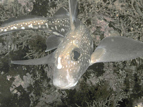 Image of Spotted Ratfish