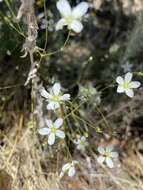 Image of Ferris' sandwort