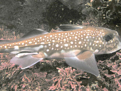 Image of Spotted Ratfish