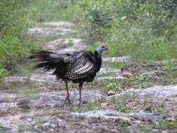 Image of Ocellated Turkey