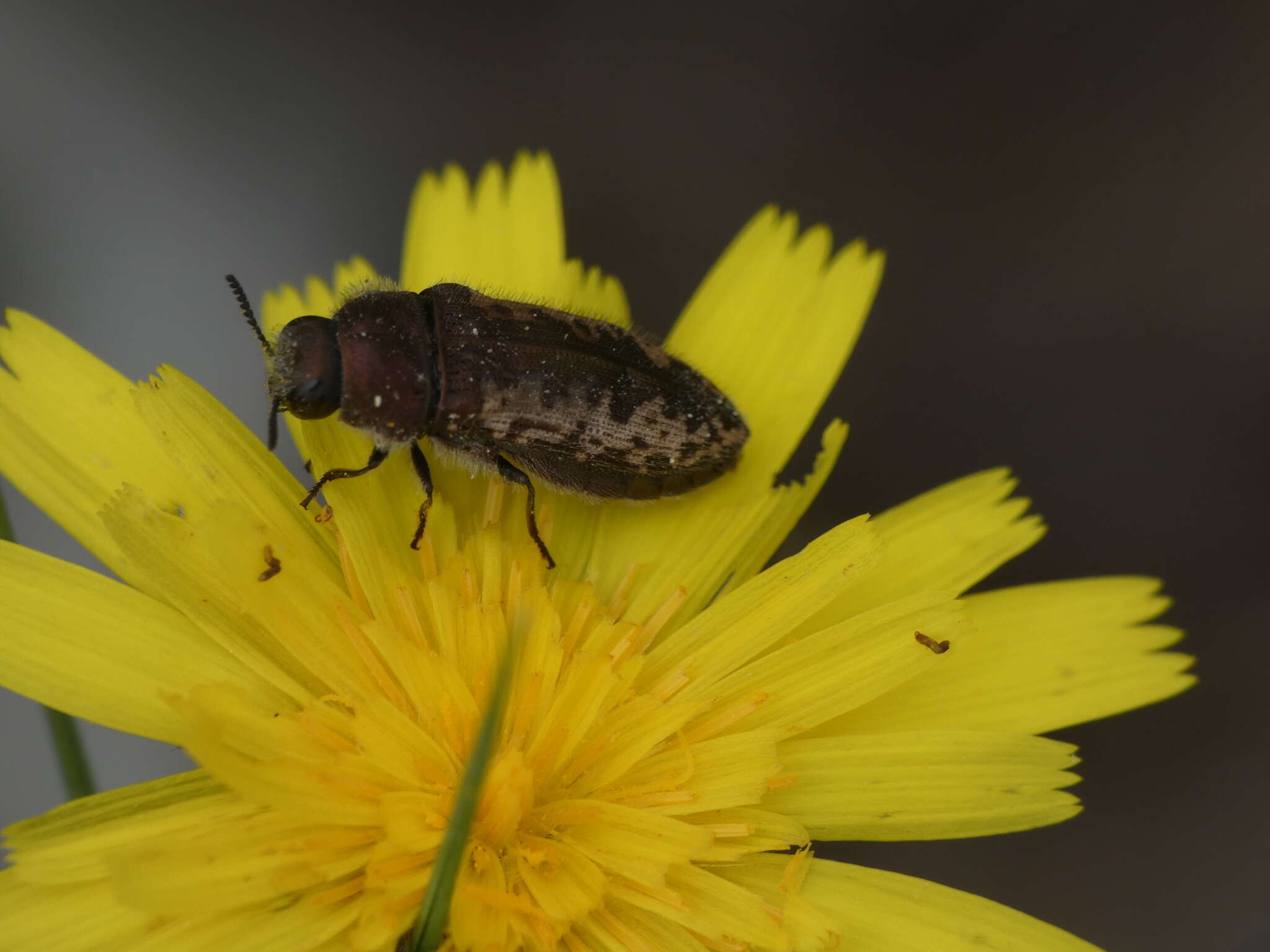 Sivun Acmaeodera pilosellae (Bonelli 1812) kuva