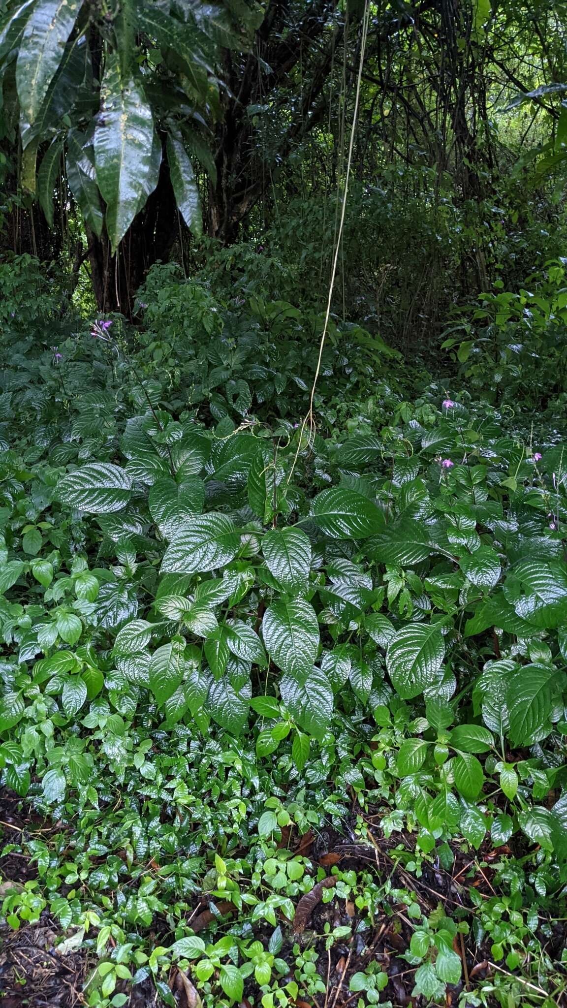 Image de Pseuderanthemum cuspidatum (Nees) Radlk.