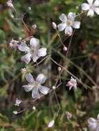 Image de Gypsophila patrinii Ser.