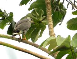 Image of Grey-lined Hawk