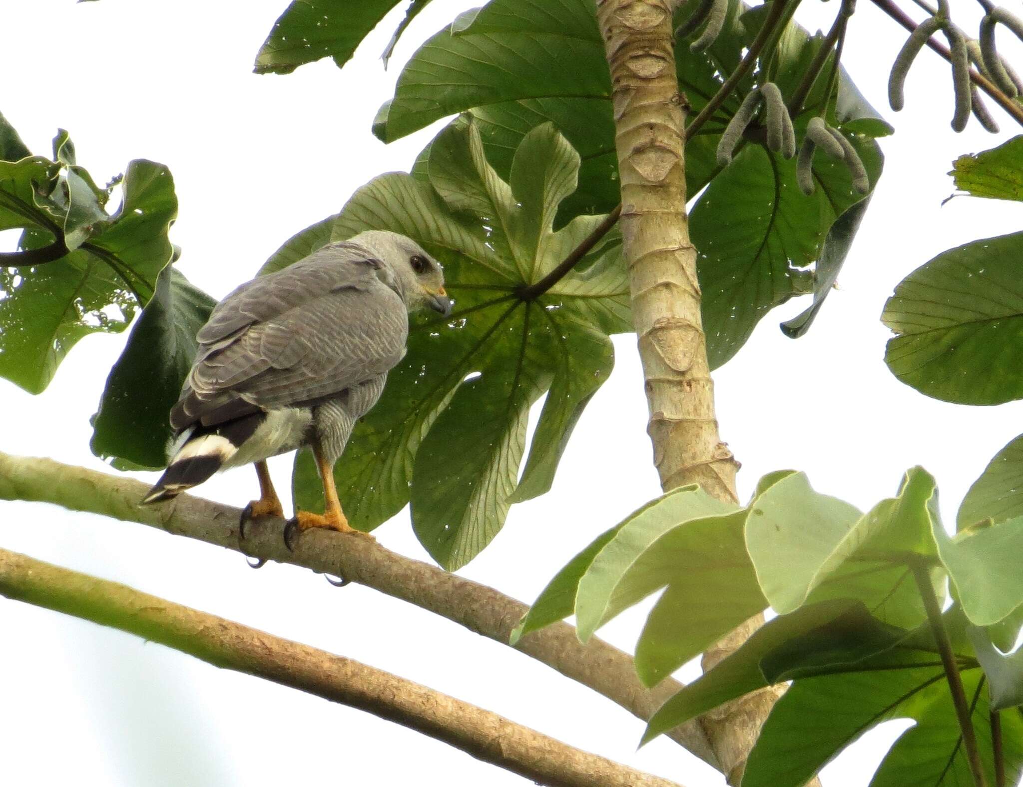 Image of Grey-lined Hawk