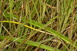 Image of Crinum lineare L. fil.