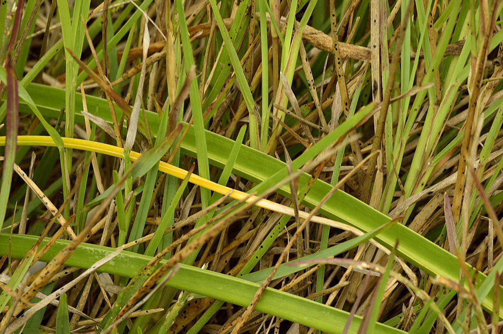 Image of Crinum lineare L. fil.