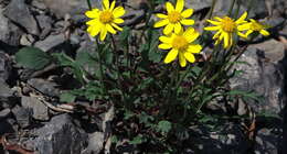 Image of northern groundsel