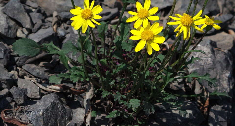 Image of northern groundsel