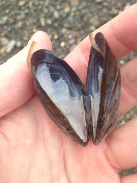 Image of Blue mussel