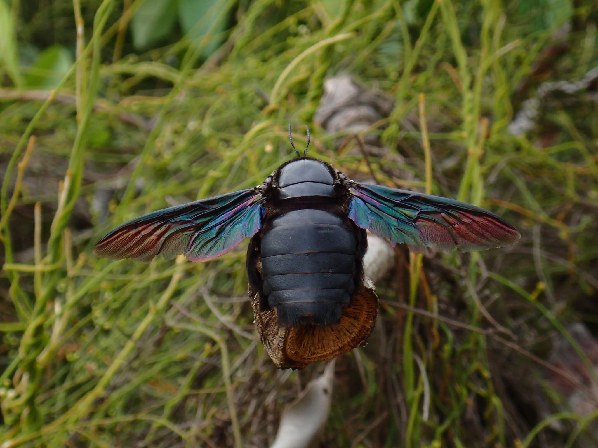 Image of Xylocopa latipes (Drury 1773)