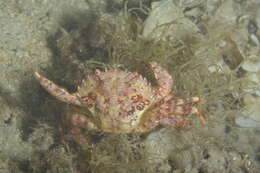 Plancia ëd Liocarcinus corrugatus (Pennant 1777)