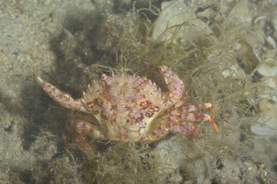 Image of wrinkled swimming crab