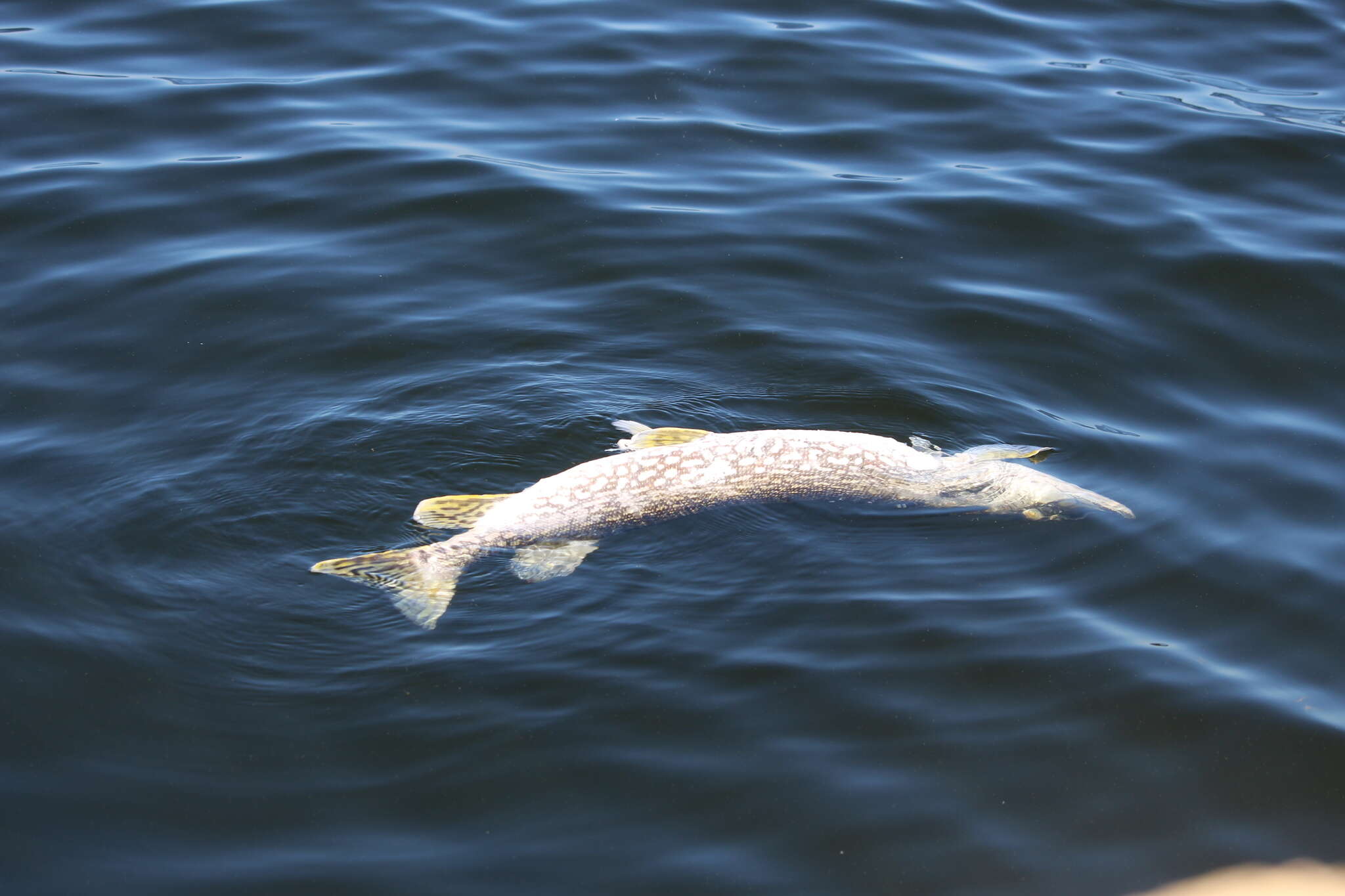 Image of Northern pike