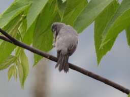 Image of Chestnut-bellied Seedeater