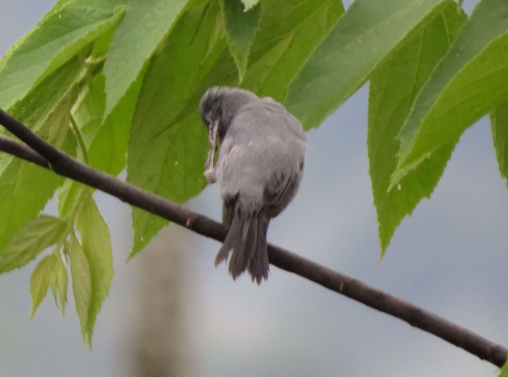 Image of Chestnut-bellied Seedeater