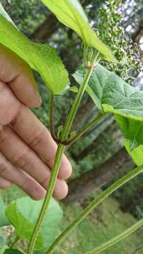 Image of Hebeclinium tetragonum Benth.