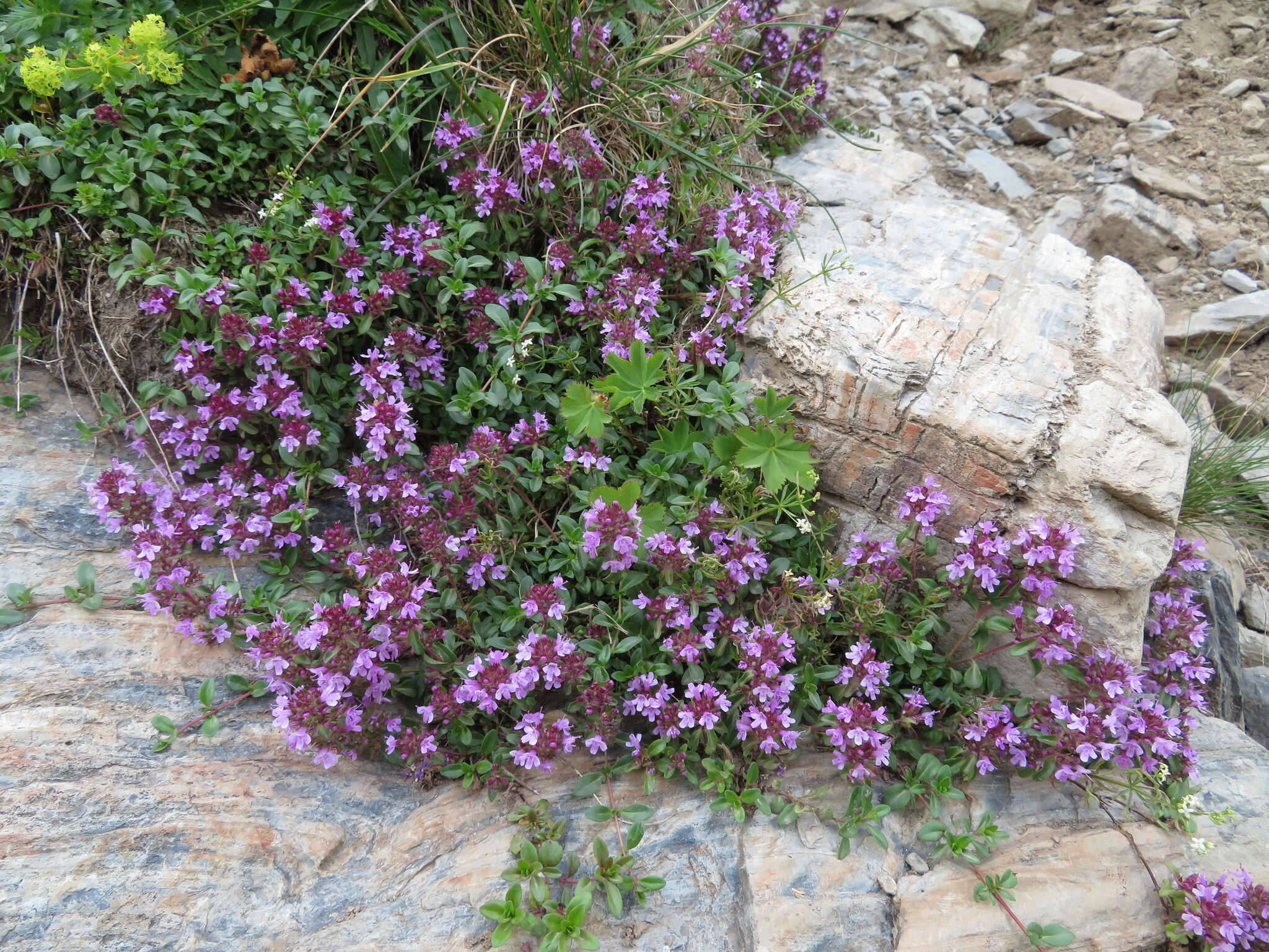 Image of mother of thyme