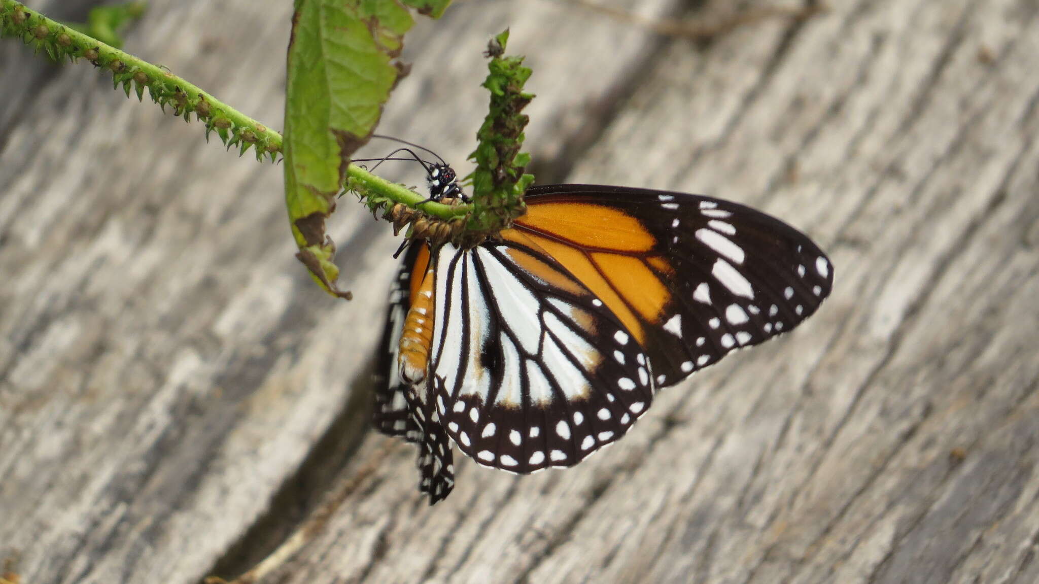 Image de Danaus (Anosia) melanippus Cramer 1777