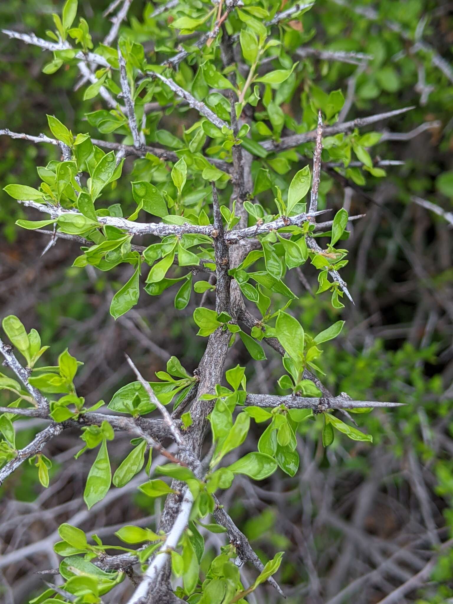 Image of green snakewood