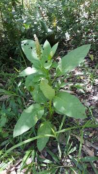 Image of Phytolacca thyrsiflora Fenzl ex J. A. Schmidt