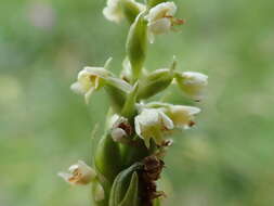 Image of Pseudorchis albida subsp. albida