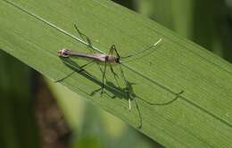 Image of Enchoptera apicalis Saunders 1850