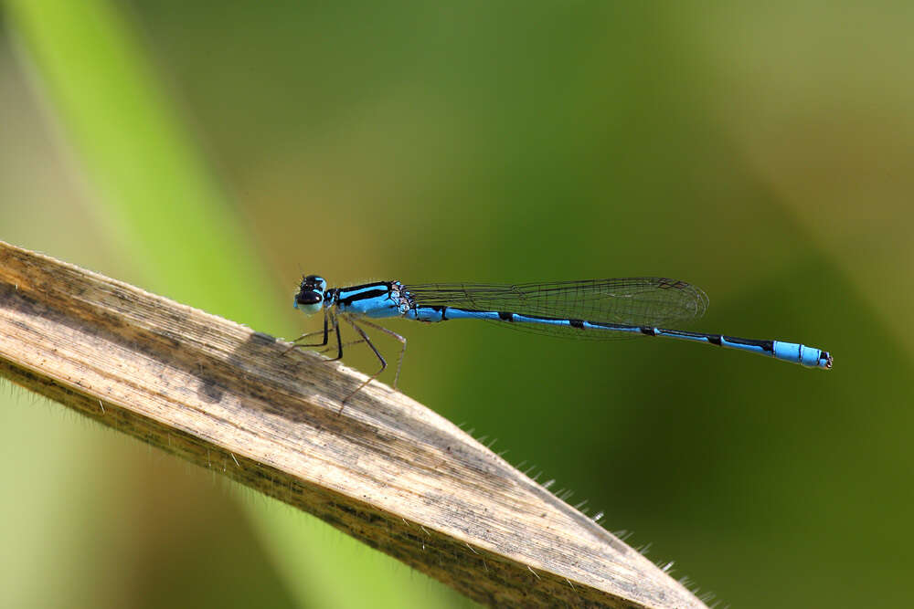 Sivun Acanthagrion temporale Selys 1876 kuva