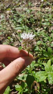 Imagem de Monardella odoratissima subsp. pallida (A. Heller) Epling