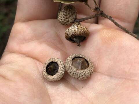 Imagem de Quercus tarokoensis Hayata