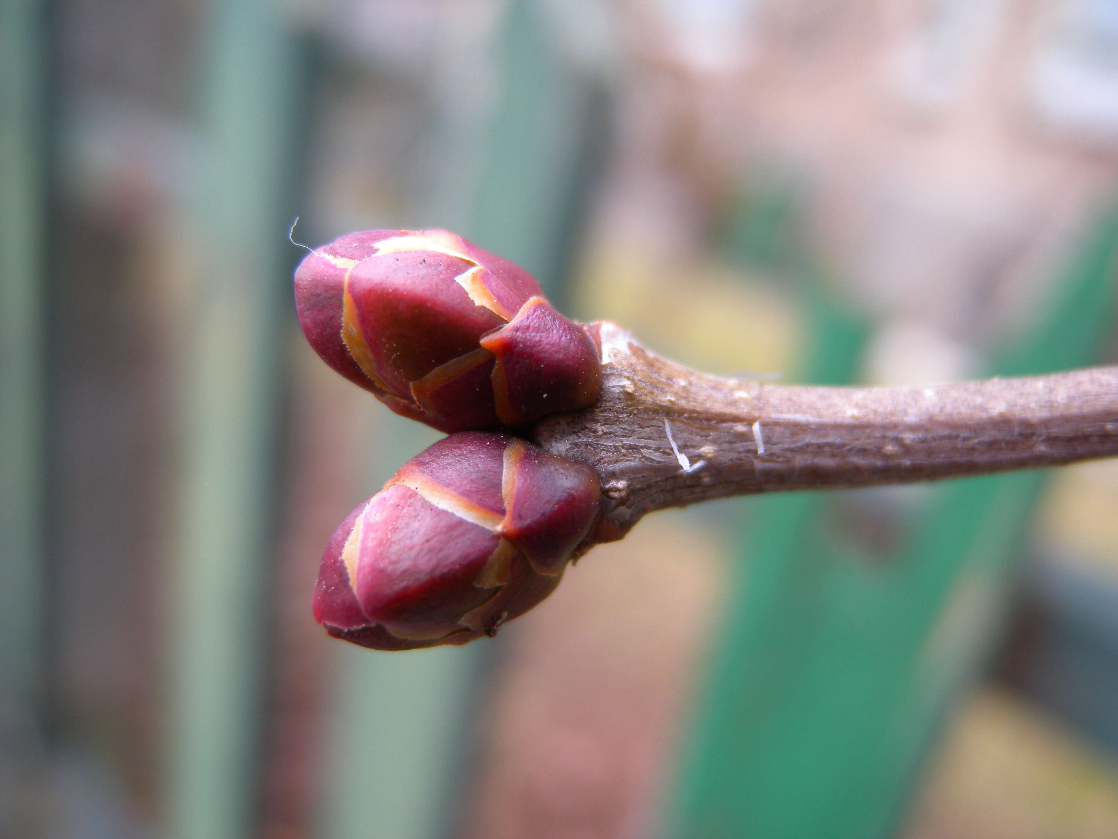 Image of Common Lilac