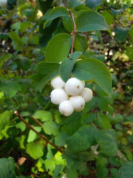 Image of common snowberry