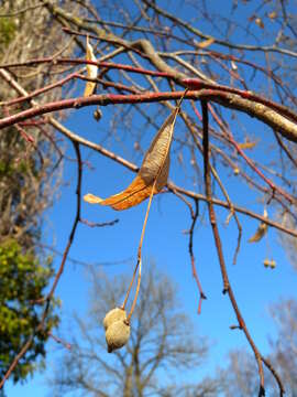 Image of Large-leaved Lime