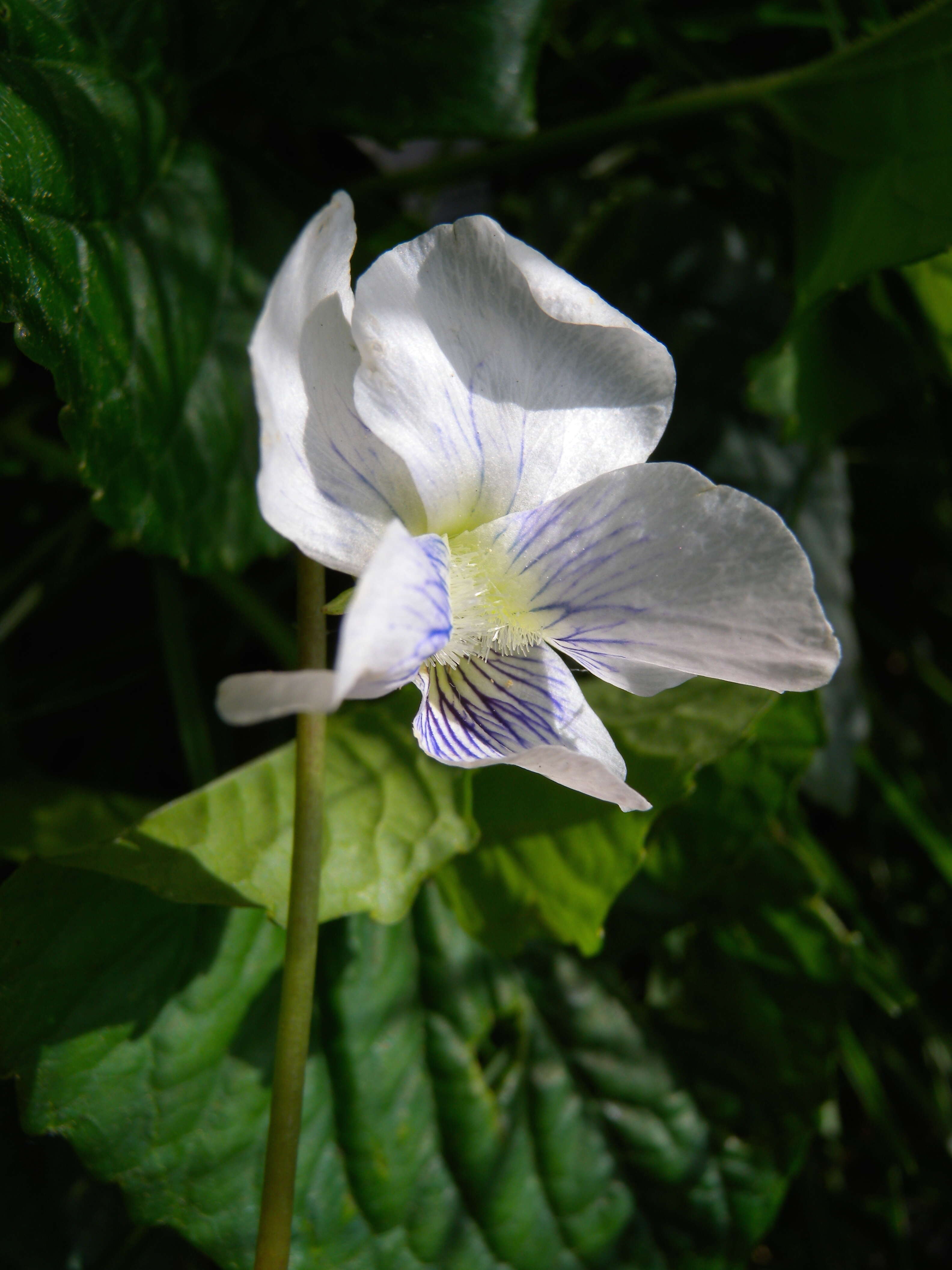 Слика од Viola cucullata Ait.