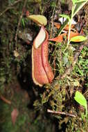 Image of Nepenthes tentaculata Hook. fil.