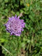 Image of glossy scabious